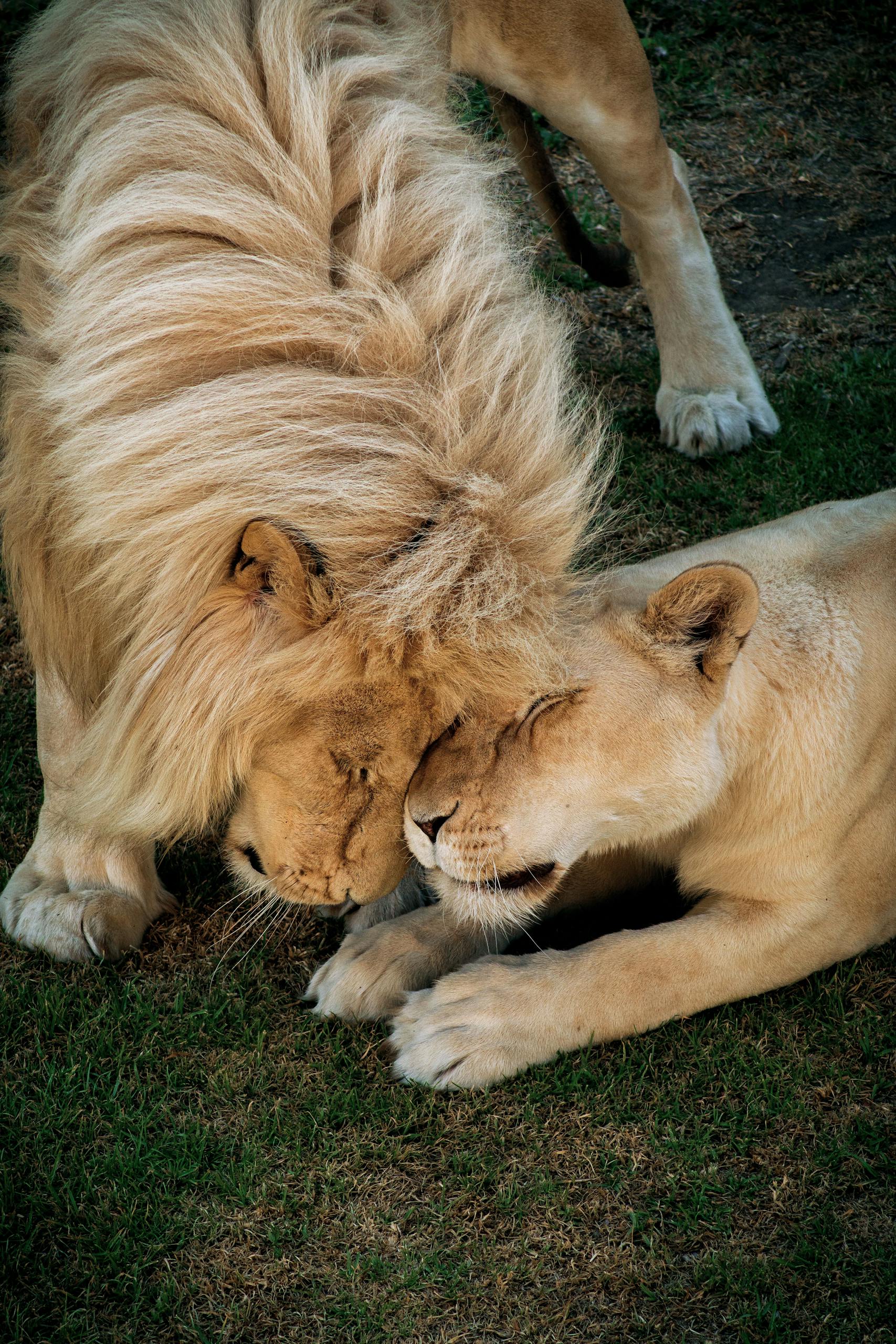 Close-up shot of a lion and lioness bonding in a lush outdoor setting.