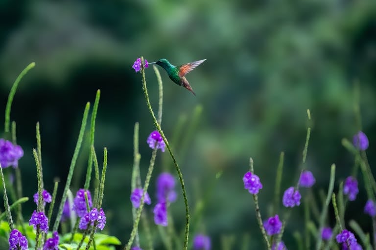 Hummingbird hovering near vibrant purple flowers in natural setting, Antigua Guatemala.